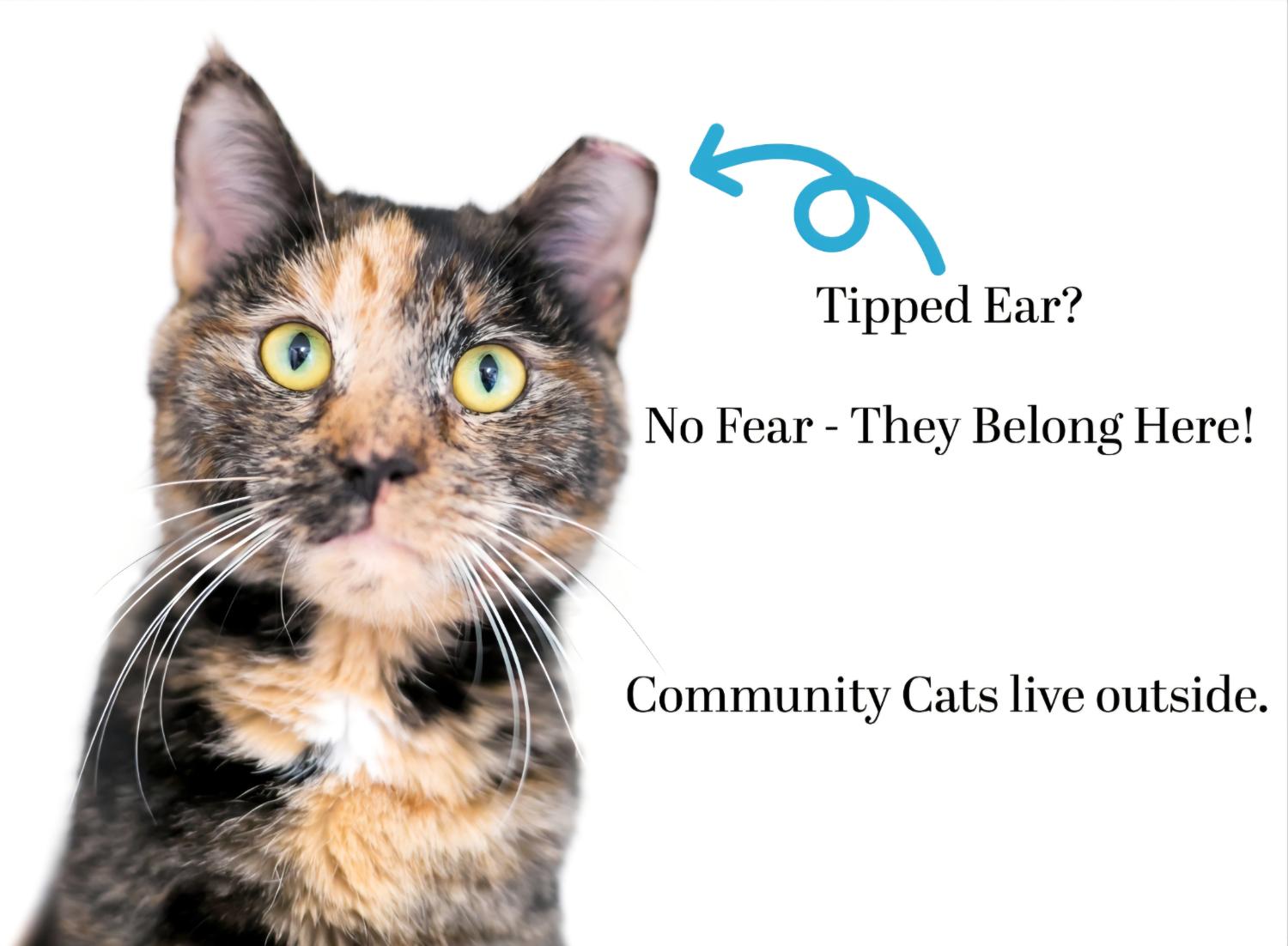 Calico community cat with a tipped left ear and text explaining tipped-ear cats belong outside