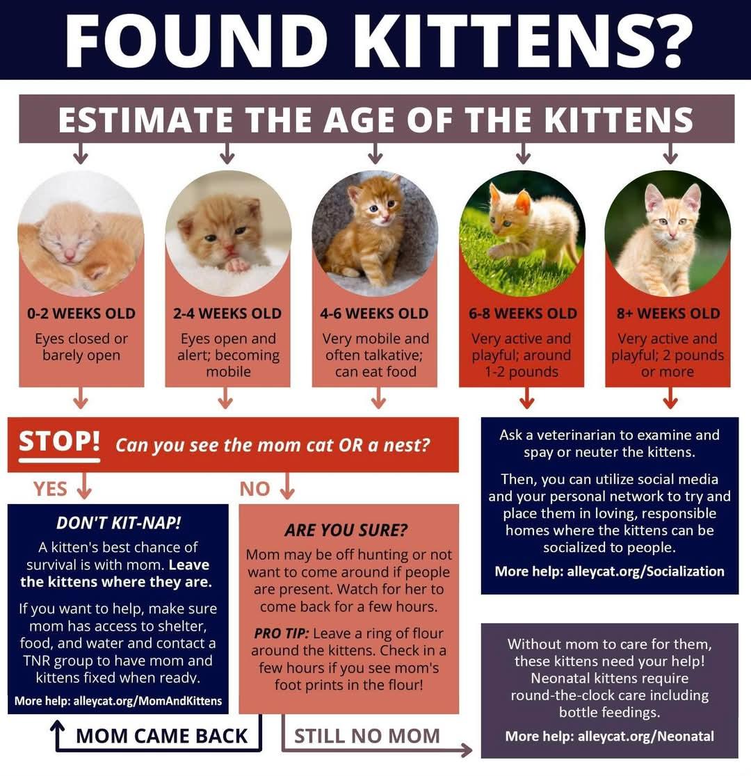 Flowchart for found kittens: estimate age, look for the mother, do not remove kittens if mom is present