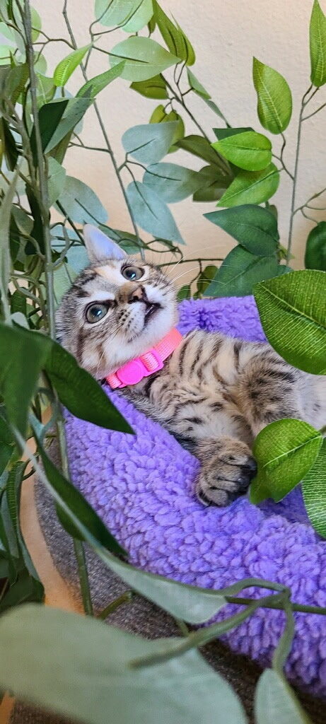 Kitten Nugget in a purple bed looking up through leaves, wearing a bright pink collar