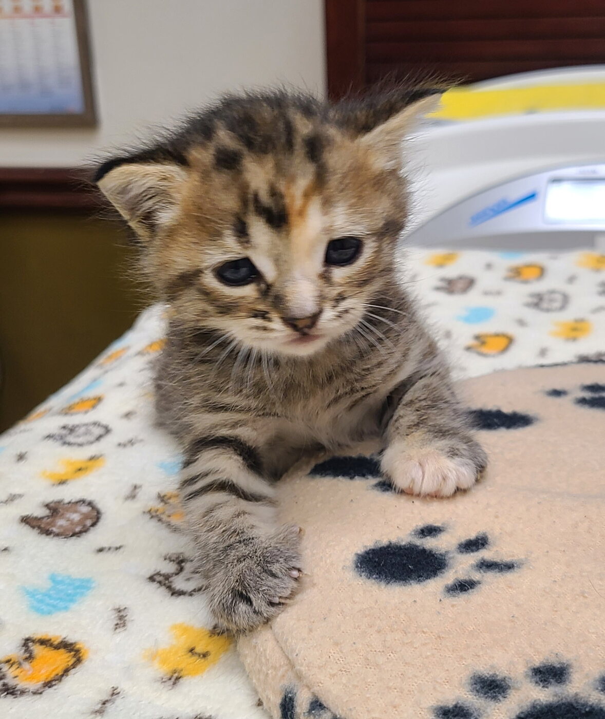 Very young Nugget as a tiny tabby kitten on a paw-print blanket