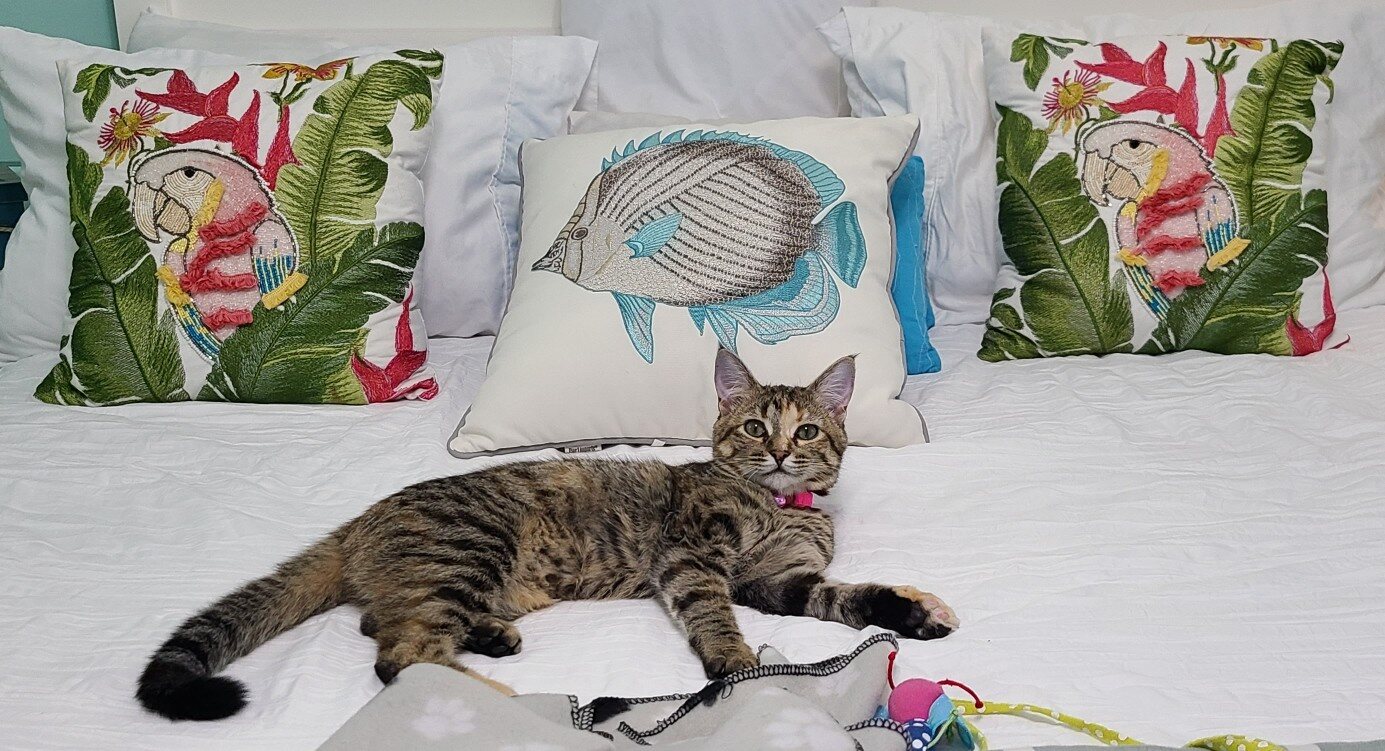 Nugget lying on a white bed with a pink collar, looking at the camera