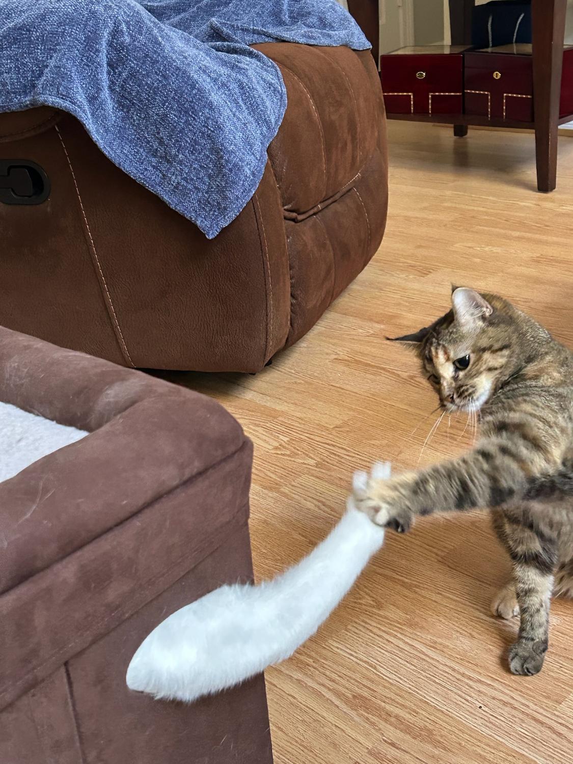 Nugget reaching out a paw to high-five her brother Mo’s white tail