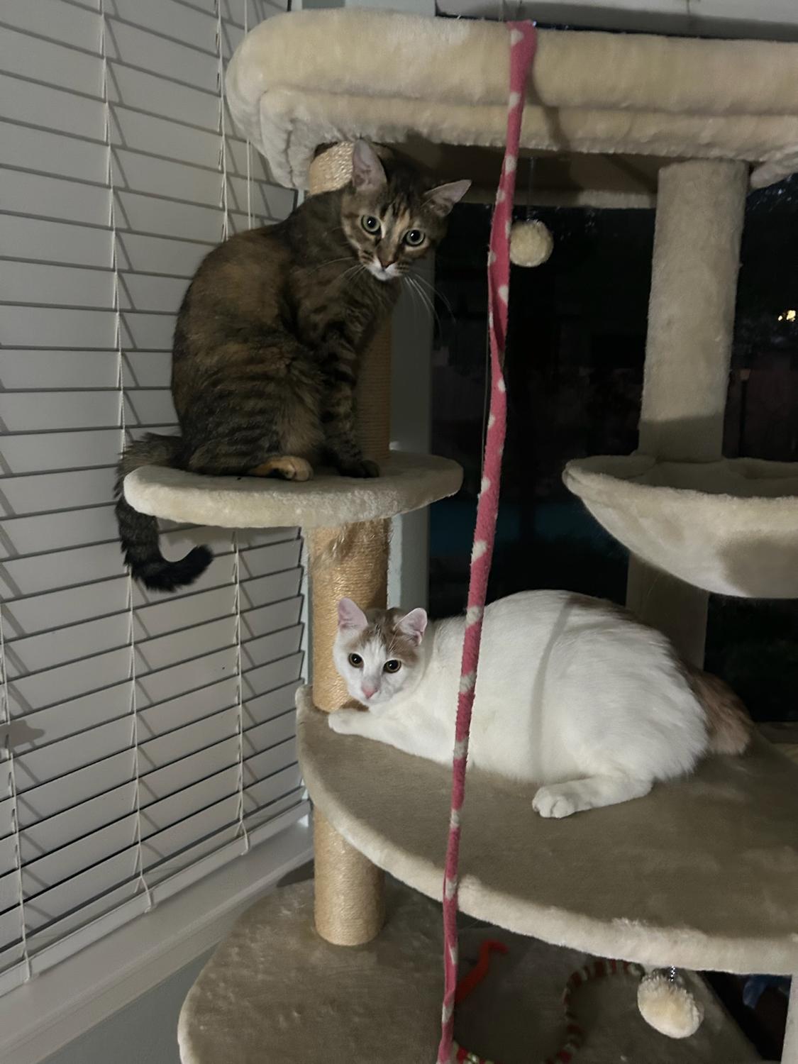 Nugget on the top perch of a cat tree and Mo, a white cat, resting on the shelf below