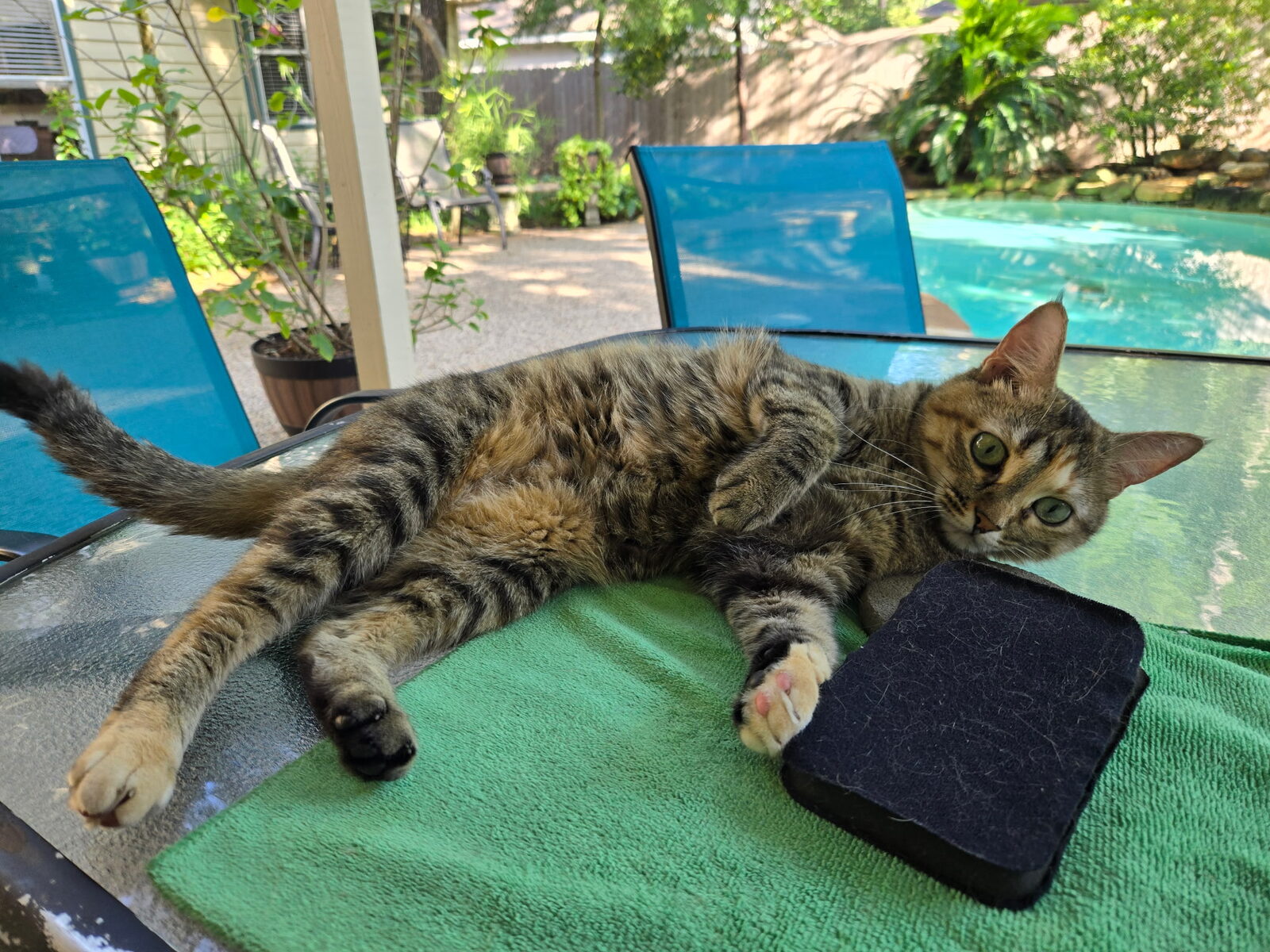 Nugget stretched on a glass patio table by the pool, looking at the camera