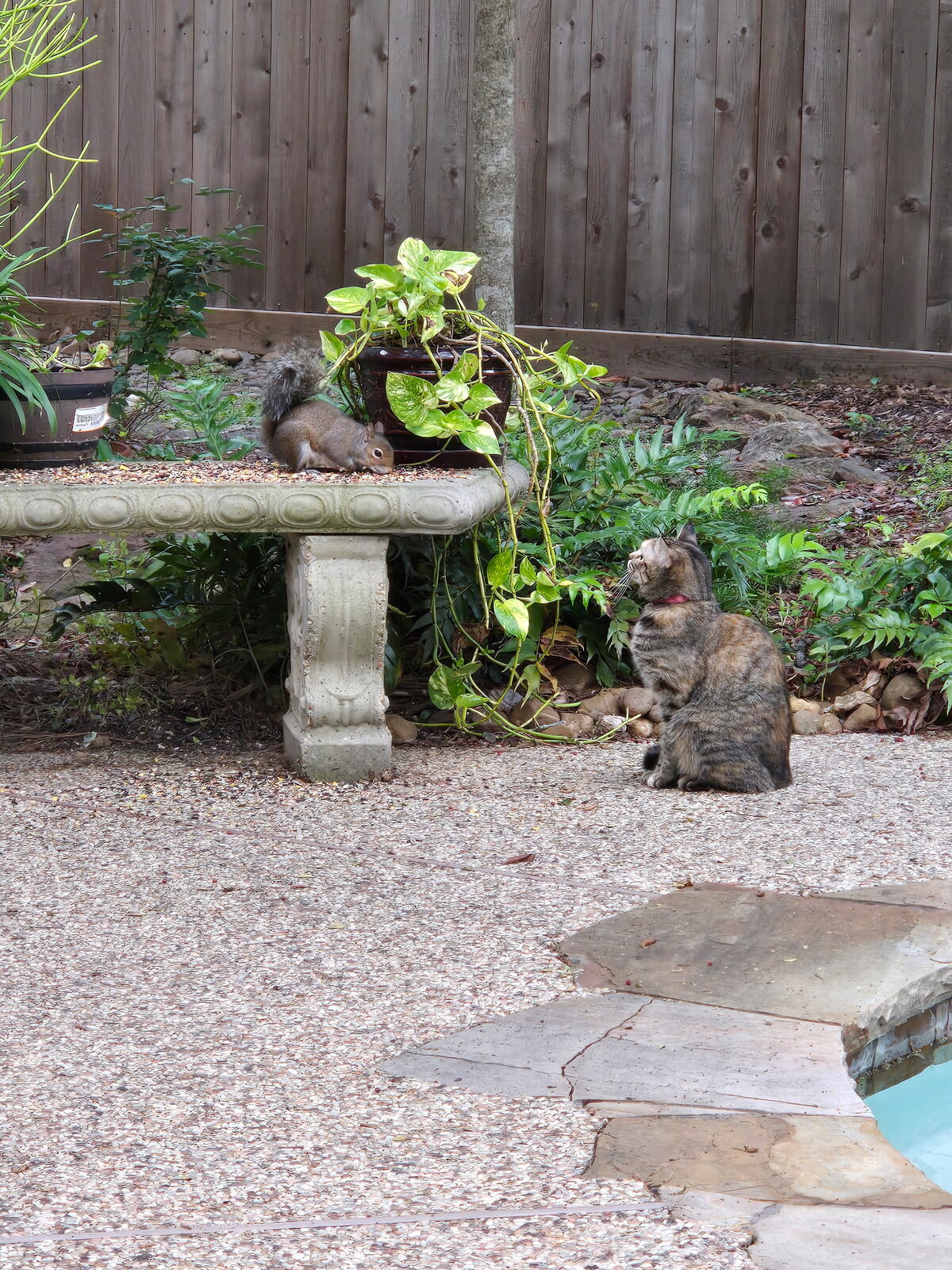 Nugget sitting by the pool watching a squirrel on a stone garden bench