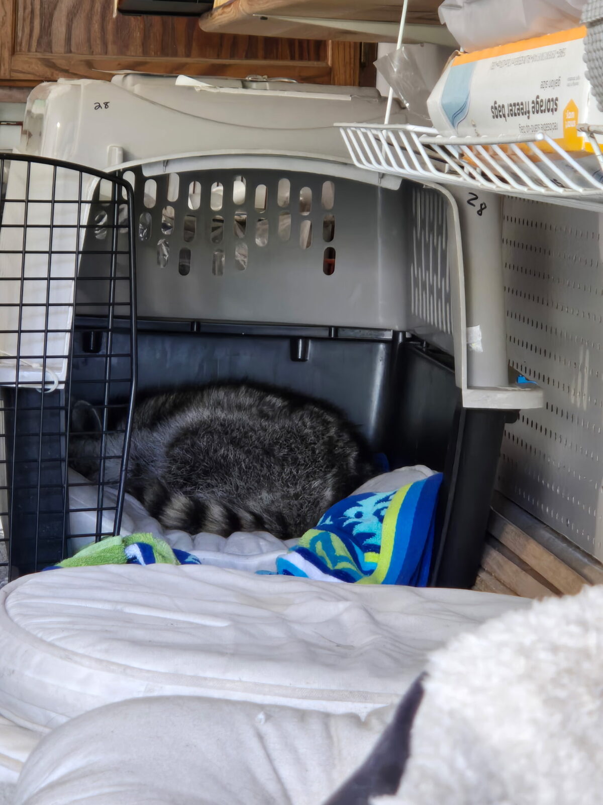 A raccoon sleeping in an open pet carrier in the garage, on towels and a cushion
