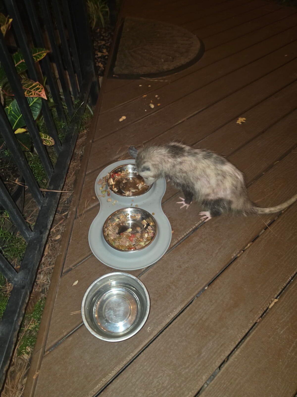 Willie, an older opossum, eating from bowls on a wooden deck at night